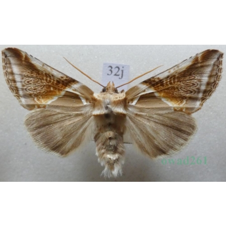 Habrosyne pyritoides (Hufnagel, 1766) Pluszówka agatka Pluszówka agatka Czech32j